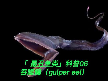 「科普」最丑的鱼系列-吞噬鳗 gulper eel #鱼#鱼类科普#海洋鱼类科普#科普鱼#动物科普#动物速度#海洋生物#海底生物#海洋鱼#钓鱼#野钓#野外钓鱼#分享钓鱼知识#海底世界 #科普 #水族爱好者 #海洋生物#深海鱼#丑陋鱼#猎奇鱼#恐怖#恶心#诡异#深海