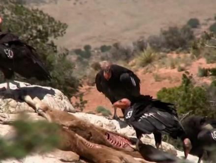 全球首次发现,美国两只母秃鹰无雄性受精却产仔,科学家为此深感忧虑。#科普#动物#秃鹫#涨知识