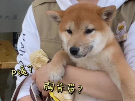 柴犬牵绳子不肯走?用p绳还是胸背带?#柴犬随行#柴犬训练 #南京柴犬