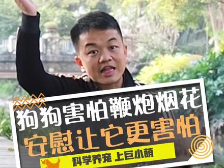 过年狗狗害怕鞭炮声烟花怎么办?其实你的安慰让它更害怕!#科学养宠攻略 #养宠进阶指南 @DOU+小助手