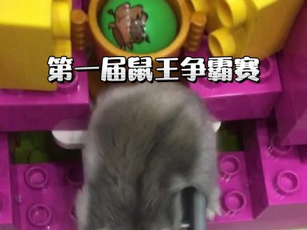 乐高积木搭建仓鼠训练基地,鼠王的诞生#乐高积木搭建 #乐高老师日常 #鼠王争霸赛 #创意 #粉丝一千万