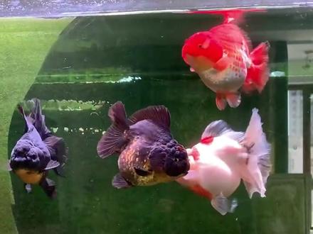 想买泰狮不知道怎么选该怎么办?!#百褶尾泰狮金鱼 #金鱼 #泰狮 #兰寿金鱼 #兰寿