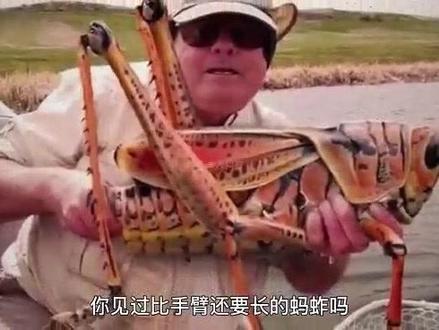 #神奇动物在抖音 #动物世界 你见过比手臂还大的蚂蚱么?世界巨无霸的动物!#科普
