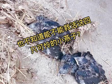 这不靠谱的燕爸燕妈垒的窩也不结实,掉了下来,把这四只小燕崽都摔懵了,我和房主人给它们送到紧挨着的另一个燕窝里,听老人说,被人摸过的小燕崽儿,大燕子会弃养,也不知道是不是真的?#善待鸟类关爱生命 #人与自然和谐共处 #记录真实生活