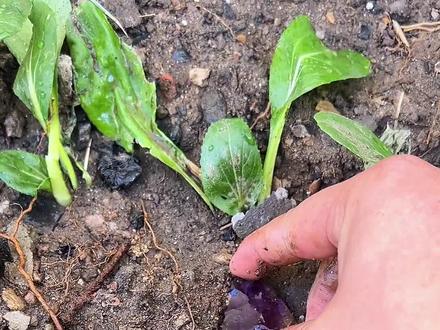 紫水晶水滴的加工过程