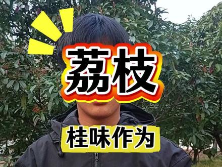 桂味催花#l荔枝种植#荔枝种植管理技术#果园管理