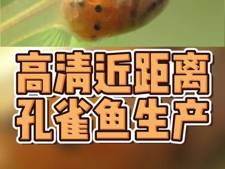 超近距离观察孔雀鱼的生育和结构。孔雀鱼繁殖的乐趣在于结果也在于过程呀!#观赏鱼 #养鱼日记 #水族 #养鱼人 #热带观赏鱼