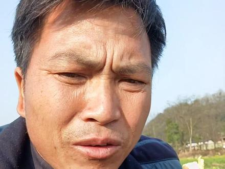 网友:为什么根是红的,为了解答这网友,拍这期视频,学名叫酸模,有的叫土大黄也叫野波菜#野生药材 #土大黄 #识百草 #你的家乡有这种植物吗 #草本植物