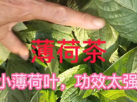 薄荷茶,好处太多了,头疼,头晕,目赤,喝水加一片叶子,精神状态就好很多!