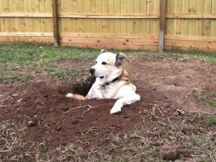 东西突然不见了?很可能狗子藏起来了#萌宠 #狗狗 #萌宠出道计划 #家有傻狗 #精神小狗