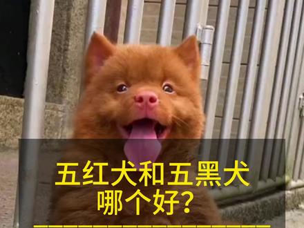 五红犬和五黑犬选哪个好?怎么选适合自己的宠物犬#家有萌宠 #五红犬 #萌宠出道计划 #本村最靓的狗 #广西土猎犬
