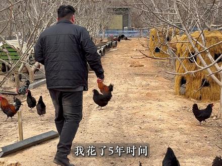 我用5年时间在山里搭了一个现实版的“QQ农场” #我的乡村生活 #新农人计划2026 #共享农场 #养鸡 #乡村振兴