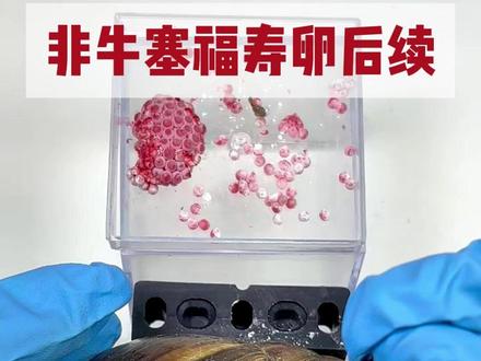 非牛塞福寿螺卵后续 #非洲大蜗牛 #福寿螺 #福寿螺卵 #外来入侵物种