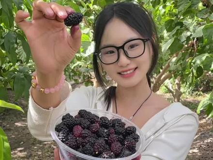 10元门票,桑葚可以随便采摘随便吃,还有凉亭和包厢,在库尔楚,特别适合家庭周末聚餐,欢迎库尔楚、铁门关、库尔勒的朋友来采摘#库尔勒 #库尔勒吃喝玩乐 #桑葚 #采摘 #铁门关
