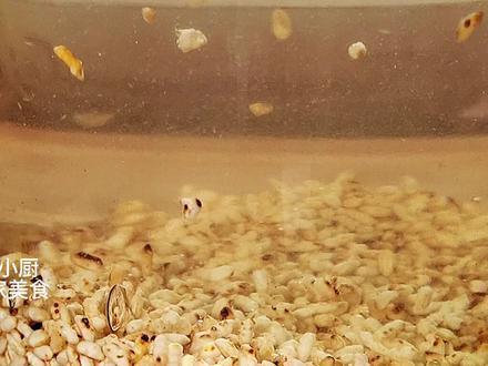 俺家米醋从来不用花钱买,教你土方法酿醋,一碗米酿一大锅,酸爽 #白醋 #酿制米醋