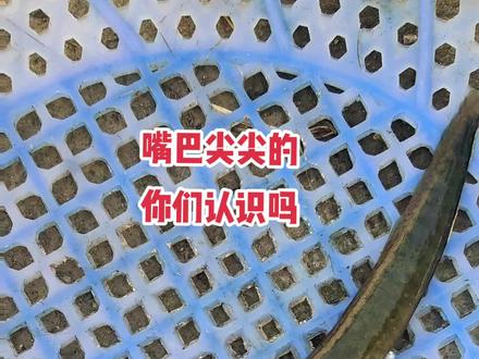 看着以为是刀鳅,可是背上又没有翅!#优质农产品 #三农 #现场实拍 #户外 #水产人