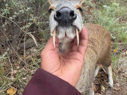 这是什么动物?能抓吗?#保护野生动物 #动物世界 #森林动物保护 #生物科普