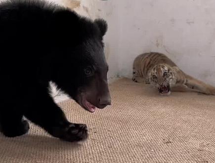 七个月小熊对战三个月小老虎 小黑熊:我一紧张就喝奶#黑熊 #老虎 #狮子 #神奇的大自然 #动物的迷惑行为 #动物成精 #动物搞笑视频 #神奇的动物在抖音 #万物皆有灵性 #铲屎官的乐趣