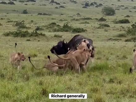 2.7荣嘉捕猎水牛成功#荣嘉狮群 #荣嘉三胎 #狮子 #马赛马拉