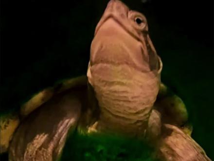 今天科普一下绿毛龟#绿毛龟 #黄喉拟水龟 #宠物龟 @抖音小助手 @无穷小亮的科普日常