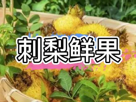 刺梨的吃法你知道哪些?#刺梨 #农村美食 #农特产品 #神奇水果在哪里 #最dou吃法 #三农 #抖音助农 @DOU+小助手