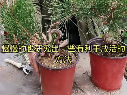 今天做了个黑松的扦插#爱生活爱养花 #抖音助农 #植物 #养花 #我的花花草草🌸🌸 #盆栽绿植 #三农