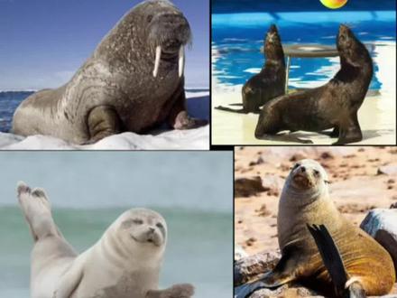 10秒钟学会区分,海象、海狮、海豹、海狗#海洋生物 #科普 #这是啥动物