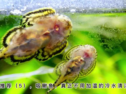 清洁鱼推荐,吸鳅鱼除藻优缺点 #养鱼日记 #养鱼养心 #吸鳅