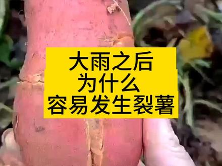 大雨之后,为什么容易发生裂薯?#红薯种植 #红薯防裂 #红薯裂口 #农技知识分享 @DOU+小助手