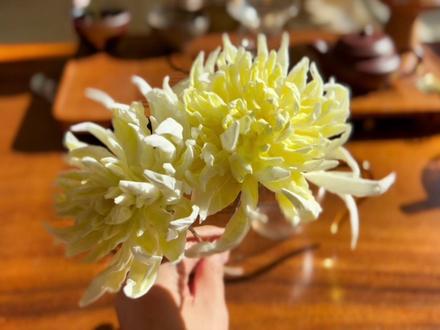 #创作灵感 采菊东篱下,悠然见南山!用卫生纸和牙签就能做出四君子之一的菊花,用最垂手可得的材料,创造生活中美好的高光时刻#手工diy #纸艺花 #手工花制作 #手工菊花