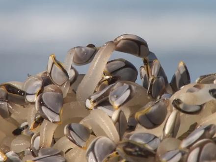 你吃过藤壶吗?只有土豪才吃得起这来自地狱的美食--鹅颈藤壶。 #地球 #动物 #知识 #鹅颈藤壶 #藤壶