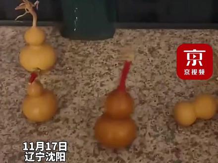 收藏多年的文玩葫芦突然摇摆,主人怀疑生虫去医院拍片遭拒,“医生建议去宠物医院看看”。