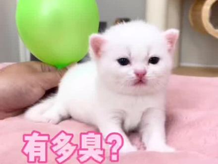 小奶猫的屁有多臭?#小奶猫 #小奶猫的成长日记 #萌宠出道计划