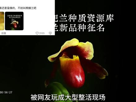 宝华月季后!网友给兜兰征名叫“炸糊的花生米戴黄帽”,你咋看? 国家兜兰种质资源库新品征名成网友整活现场!“炸糊的花生米戴黄帽” 杀出重围,宝华月季同款 ATLI 延时相机记录兜兰绽放瞬间,见证科研美好,这名字你觉得叫啥好呢?#延时摄影 #农科院 #兜兰 #新品种征名 #抽象