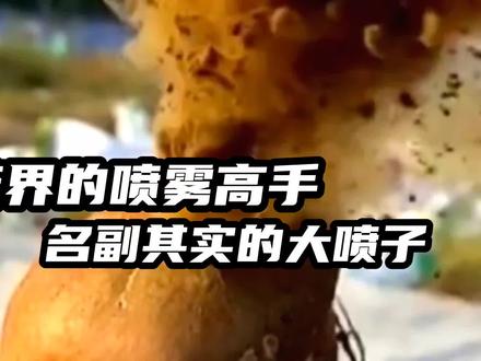 蘑菇界的喷雾高手,名副其实的大喷子!#硬皮马勃 #蘑菇 #野生菌 #科普一下