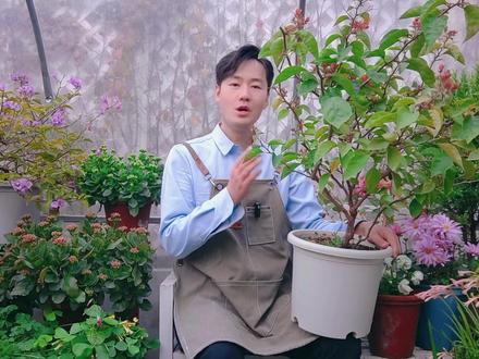 同安红三角梅如何过冬?光水温剪肥,全方位讲解过冬技巧! 大鱼花海;同安红三角梅耐寒最低温度怎么修剪怎么浇水怎么施肥需要光照吗落叶吗冬季怎么开花三角梅过冬的最佳方法三角梅过冬技巧大全三角梅过冬注意事项;#三角梅 #阳台花园 #家庭园艺 #分享养花日常 #约你去赏花