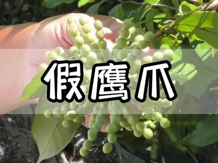 长得这么奇怪的植物居然还能吃!!!#新农人计划2023 #植物科普 #识百草 #一日一植物 #三农流量扶持计划