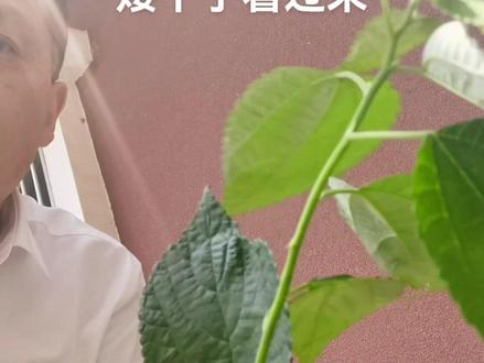 陈药师:夏天炖小公鸡#中草药 好处多多#药用植物 您小时候吃过这个美味吗?#抖音助农扶农