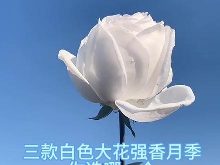 三款白色大花强香切花月季,你喜欢哪一个呢?珍妮莫罗、婚礼之路、保罗二世!三个品都有哈,喜欢的话可以来直播间带走#月季 #花卉绿植 #养花 #新农人计划2023 #抖音带你去赏花 @DOU+小助手