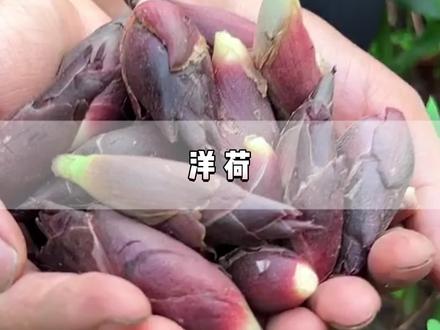 “亚州人参”洋荷你有吃过吗?#洋荷 #大自然的馈赠 #药用植物 #每天跟我涨知识