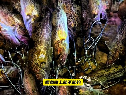 鳜鱼晚上能不能钓?怎么钓? 首先晚上开口时间,要在晚窗口后至少两小时左右才开始
那这个季节,我们一般钓到七点半,天就全黑了,我们就回家了
那晚上8点钟左右,一般鳜鱼是没口的,除非有水流变化,那另当别论
因为一来它晚窗口有可能已经吃饱了,二来,它需要一两个小时来适应暗光环境才会活跃起来
那差不多到10、11点左右,他们就要动起来的
当然有些地区,水温日照有差异,可能会推迟几个小时
那如果是水库,这个时候,鳜鱼会从结构里面出来,去浅滩巡游伏击小鱼,非常活跃
那河流里的鳜鱼呢,也会更加靠边,或者靠近缓流和回湾位置,去伏击饵鱼
因为晚上小鱼都是靠边的,这个老钓手都懂
那这个季节,如果电站白天没放水,晚上开始放水发电的话,那鳜鱼就更加活跃了
会疯狂往上顶水,且往往,大个体的鳜鱼,这个时候,更有安全感
然后用饵的话,推荐对比度高的深色系、米诺、铁板,VIB,德州铅头钩跳搜索都行
往往能上大斑鳜
#鳜鱼季 #路亚鳜鱼 #路亚斑鳜 #路亚野钓 #路亚新手入门教程