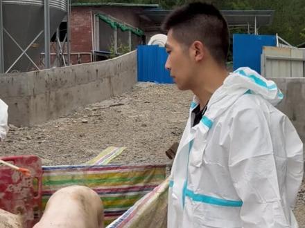 今天的内公猪有点多啊。一帮人尽力干一件事,怎么会干不好呢? #三农 #养猪人#养殖 #育肥猪 #所有养猪人