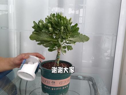 养花薄肥勤施,但你知道什么是薄?什么是勤 #养花小知识 #家庭养花达人 #养花匠 #分享家庭养花知识 #养花 #花卉养护 #盆栽绿植 #花肥 #绿植妙招 #绿植花卉