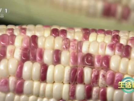 哪种#玉米 升糖慢更适合当主食?