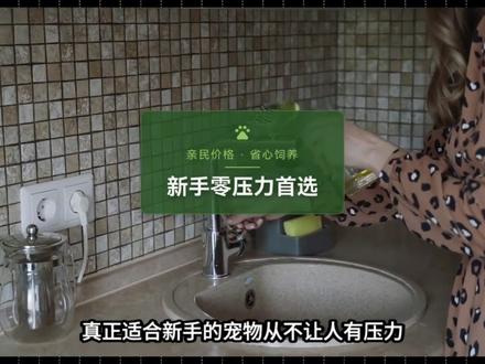 新手养鹦鹉,从易到难排行榜 #和尚鹦鹉 #小太阳鹦鹉 #鹦鹉 #动物科普