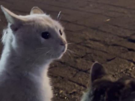 哈基米依旧嚼口香糖回血#哈基米 #猫 #耄耋 #老吴老吴 @抖音小助手 @DOU+小助手 @DOU+上热门