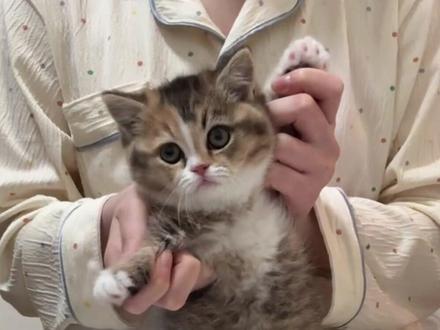 给你们bang出一只小猫转场教程 #像咪这样的转场手法一定很厉害 #bang出一只小猫 #给你们bang出一只小猫