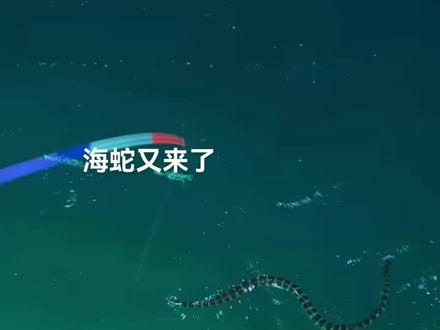 89海鲜,海钓,海蛇又再次出现,这是一种非常少见的一种,海蛇,也是最毒的一种