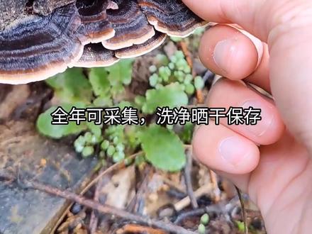 野生的药材建议大家不要直接泡开水喝#云芝#灵芝#健康养生@抖音广告助手