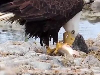 老鹰VS眼镜王蛇的精彩瞬间 #老鹰 #眼镜王蛇 #动物世界